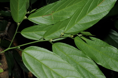 Leptonychia caudata